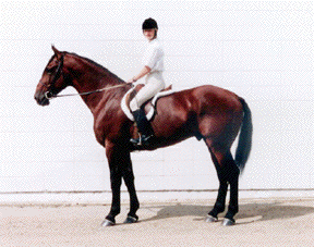 Forest Fellow under saddle
